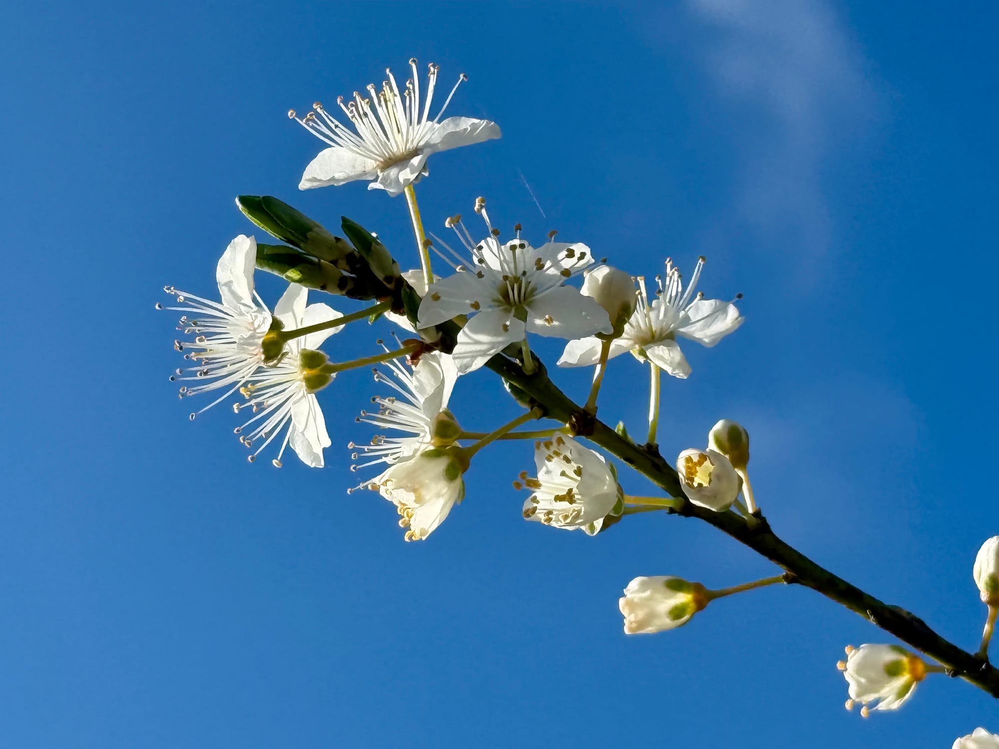 EU Inc.: wat betekent dit voor jouw bedrijf?